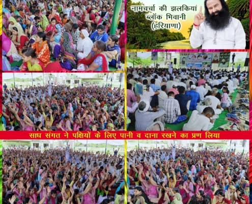 Birds Nurturing by Dera Sacha 

Sauda Volunteers