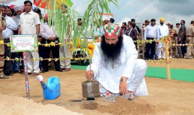 Dera Sacha Sauda Embellishes the Whole World with Tree Plantation