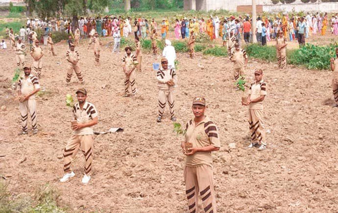 Millions of Plants to be Planted by Dera Sacha Sauda on Independence Day
