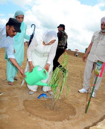 Dera Sacha Sauda Embellishes the Whole World with Tree Plantation