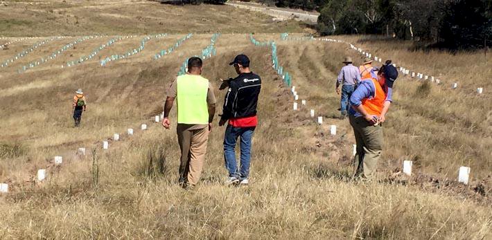 Tree Plantation Drive in Australia