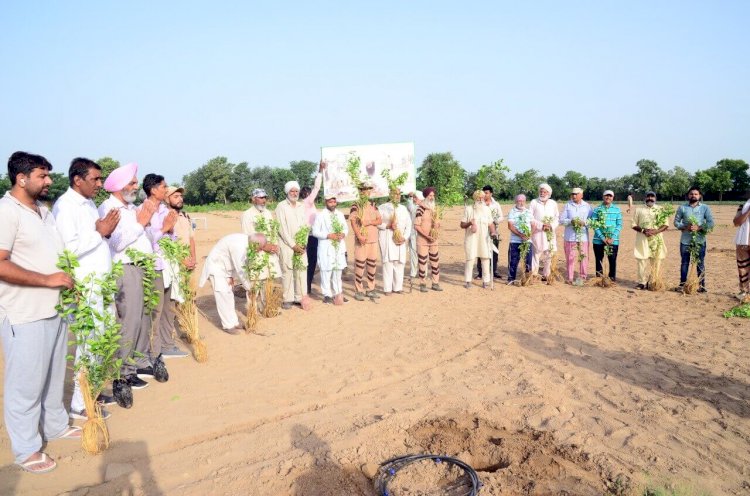 Grand Celebrations of Pious Incarnation Day by Planting More Than 25 Lakh Trees Globally!