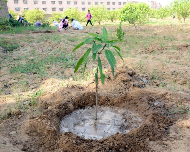 Grand Celebrations of Pious Incarnation Day by Planting More Than 25 Lakh Trees Globally!