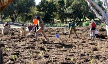 Lake Claremont, Australia beautified by Dera Sacha Sauda Volunteers.