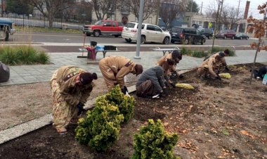 Tree Plantation Drive in Indiana by Dera Sacha Sauda