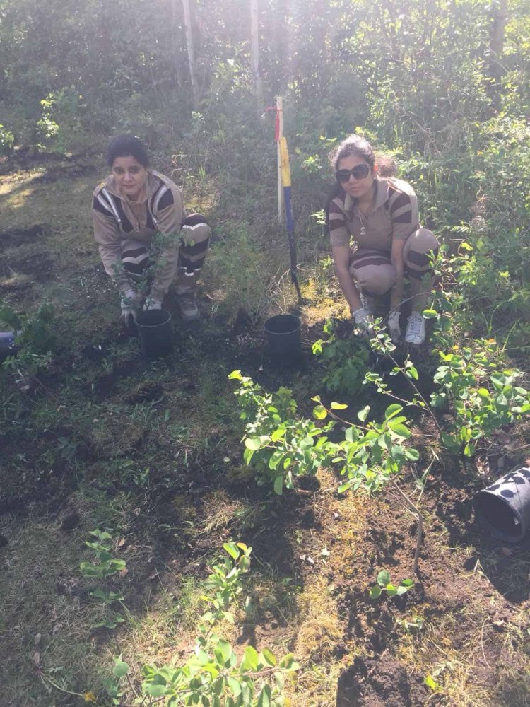 Tree Plantation Drive In North Coogee, Australia