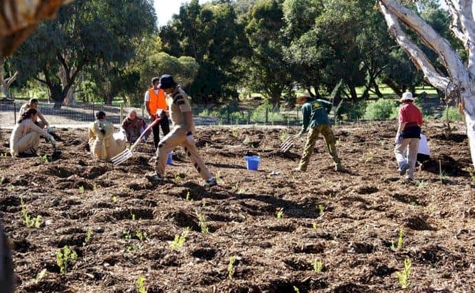 Lake Claremont, Australia beautified by Dera Sacha Sauda Volunteers.