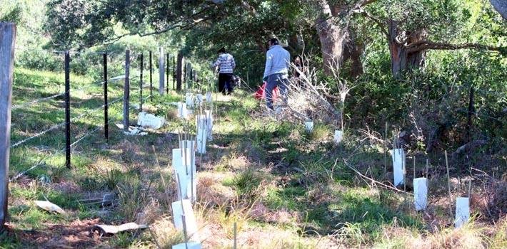 Dera Followers Carried Out Tree Plantation Drive in Australia