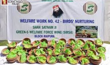 Birds Nurturing by Dera Sacha Sauda Volunteers.