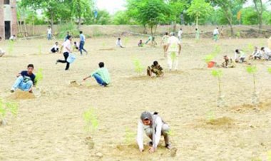 Mega Tree Plantation Drive On 15, August 2012